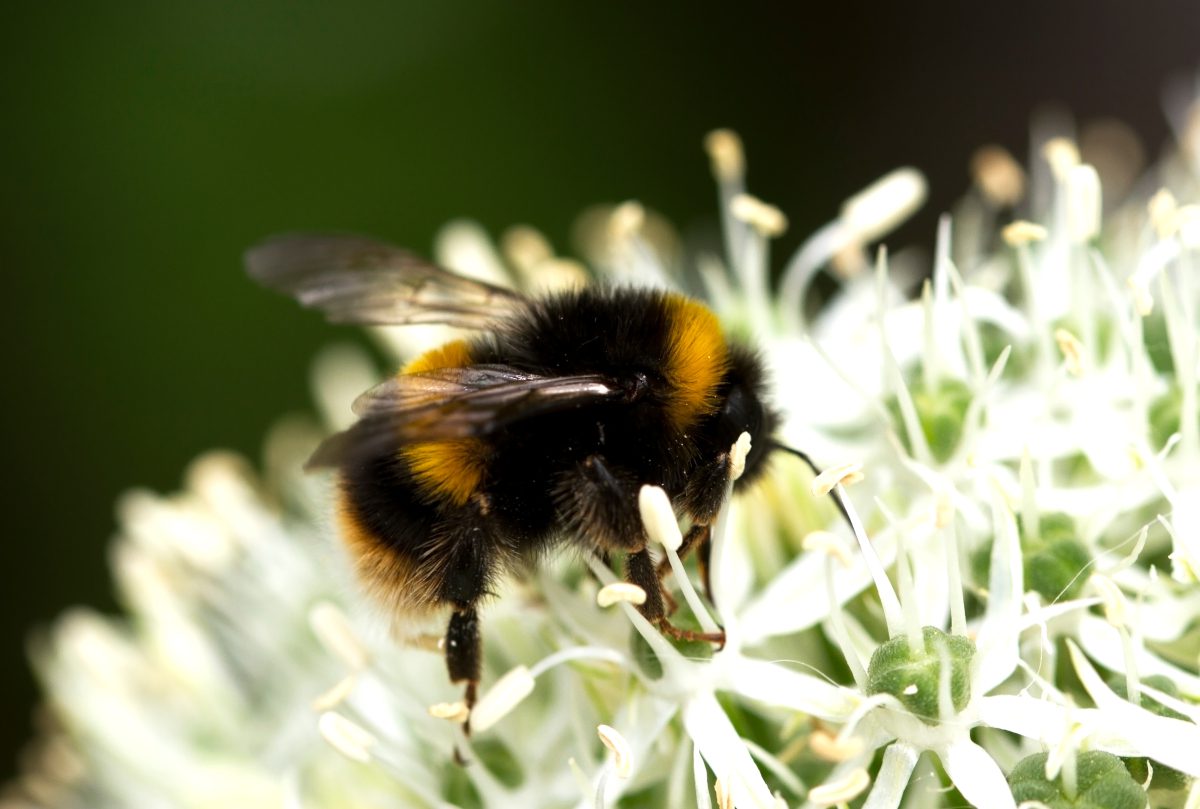 Bees cannot taste even lethal levels of pesticides, says new study
